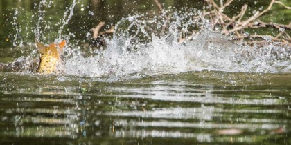 The feeding behaviour of carp in spring and autumn